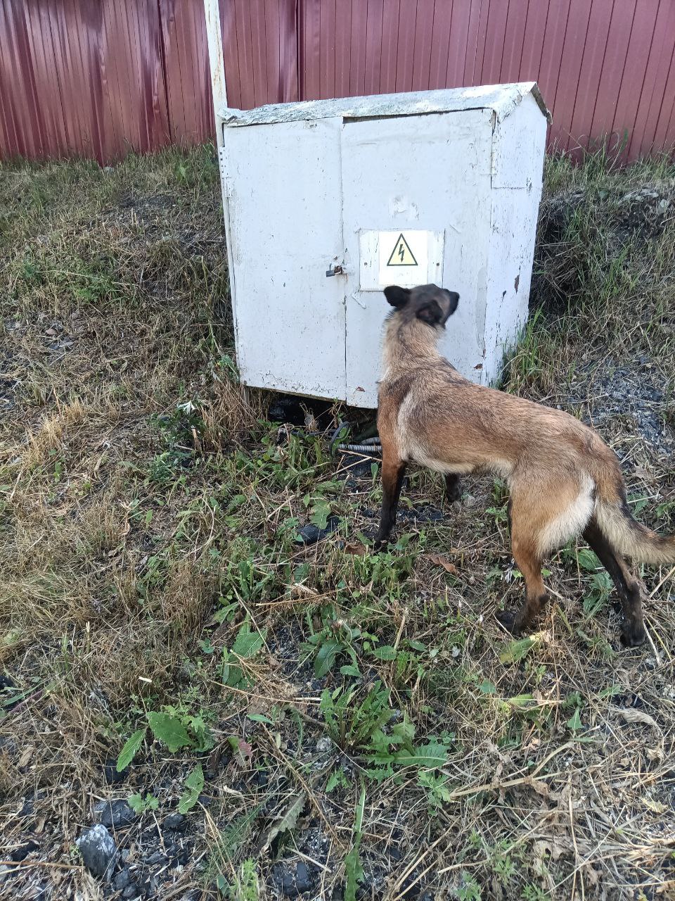 Ева и Андрей поделились моментами работы по поиску запрещенных предметов!