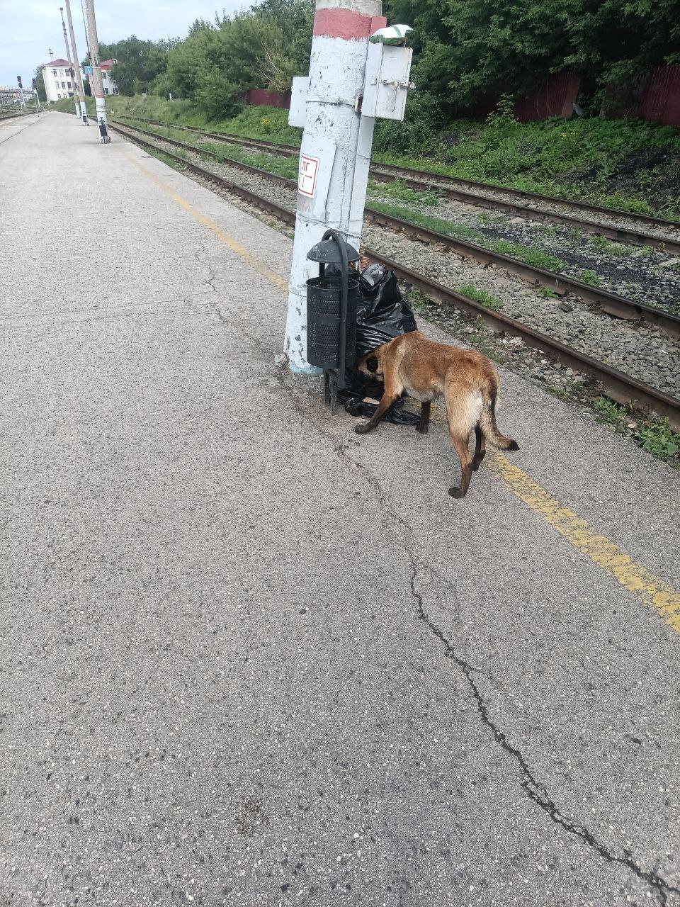 Член Профсоюза и его напарница - собака Ева, продолжают оттачивать мастерство!